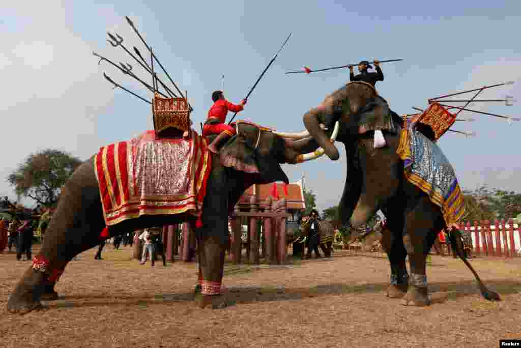 Thai mahouts take part in an elephant fighting demonstration during Thailand's national elephant day celebration in the ancient city of Ayutthaya.