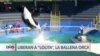 Ballena orca del acuario de Miami será liberada en su habitat natural 