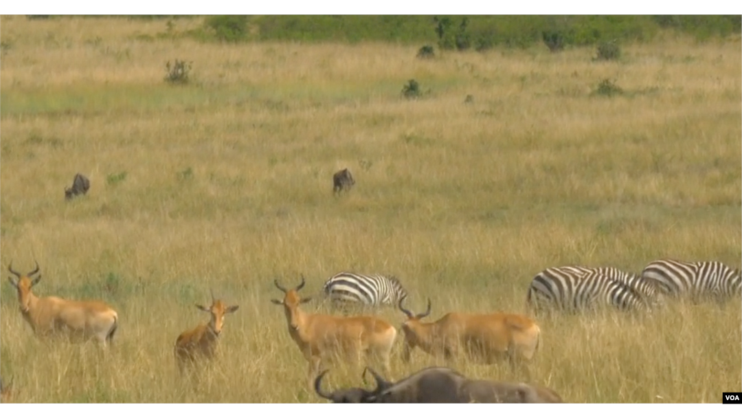 Quiz - Lesson 23: Where Do Wild Animals Live?