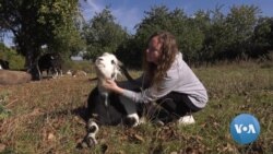  In Khmelnytski Region of Ukraine, This Woman Manages a Dairy Farm Alone 