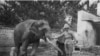 Bhutan Elephants in Lhasa( The photo the British Library)