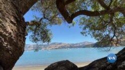 Akaroa, Yangi Zelandiya 