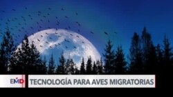 Nueva tecnología busca proteger a las aves migratorias