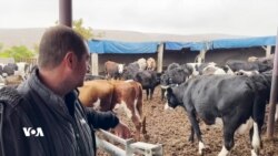  Bandora Keşûhewayê li Ser Cotkarên Enqerê
