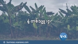 မြန်မာနဲ့ တစ်သျှူးငှက်ပျော  
