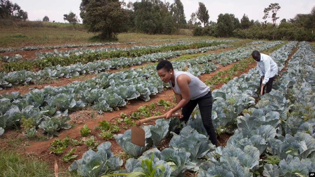 FILE - Workers cultivate cabbages at a farm near Nairobi, Kenya, on Jan. 17, 2018. A court on Oct. 12, 2023, dismissed a case challenging the importation of genetically modified foods, worrying agriculture groups about the impact on Kenyan farmers.