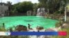 Venetian Pool: un oasis de 100 años escondido en Miami