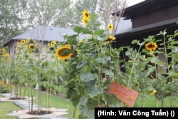 Những đóa hoa hướng dương nở rộ trong vườn thiền của tu viện Lộc Uyển. (Hình: Nguyên Đạo Văn Công Tuấn)
