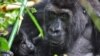 Gorilla Grauer