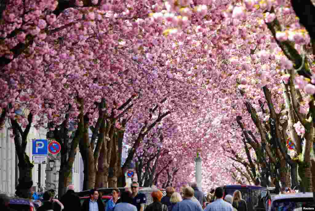 Tourists stroll through Heerstrasse flanked by pink cherry tree blossoms on Cherry Blossom Avenue in downtown Bonn, Germany.