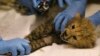 FILE - A Cheetah cub is examined by veterinary staff during a health check in its enclosure at Chester Zoo in northern England, July 31, 2013.