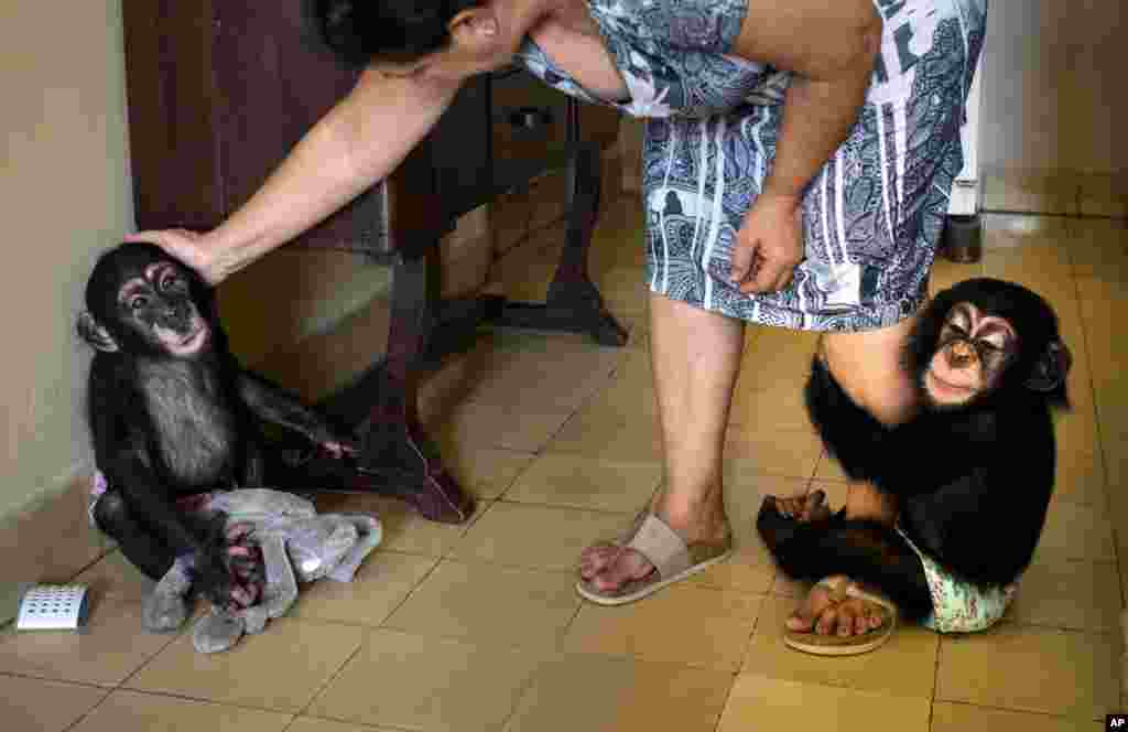 Zoologist Marta Llanes caresses baby chimpanzee Anuma II, left, while Ada hangs on to her leg, at Llanes' apartment, in Havana, Cuba. She has forgiven them every transgression. The 62-year-old zoologist has cared for 10 baby chimps in her central Havana apartment since she started work at the city zoo in 1983.