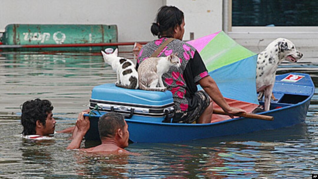 A woman and her pets are transported on a boat as she evacuates from flooding in Ayutthaya province, central Thailand, Sunday, October 9, 2011.