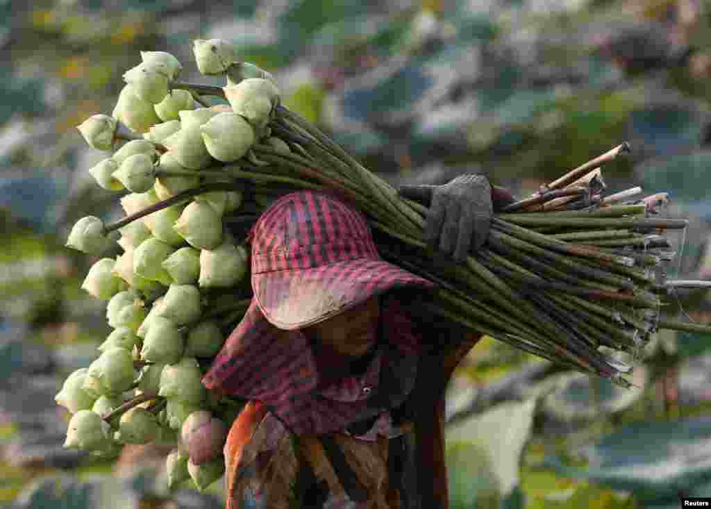 A man collects lotus flowers at a pond for sale, in Kandal province, Cambodia, March 5, 2017.