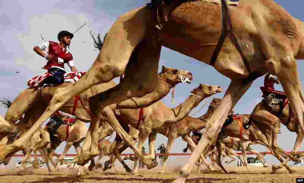Jockeys take the start of a traditional camel race during the Sheikh Sultan Bin Zayed al-Nahyan Camel Festival, held at the Shweihan racecourse, in the outskirts of Abu Dhabi, UAE.