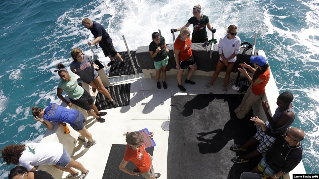 A group of University of Miami students and first generation college-bound students in the Upward Bound program joined researchers in a shark tagging mission in the Florida Keys.