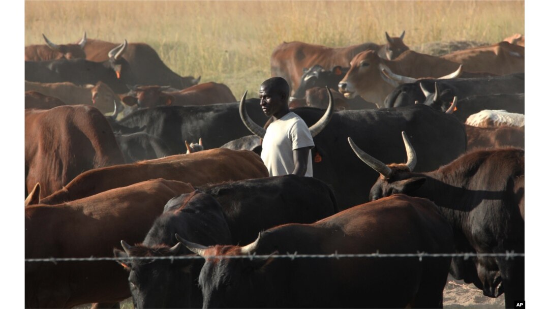 FILE - An unidentified farmer walks among his cattle on land near Harare, Apr. 23, 2013 .