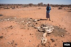 Mohamed Aden Guleid looks at one of his camels on which succumbed to drought in Somaliland region of Somalia, Feb. 9, 2017. (VOA/Jason Patinkin)