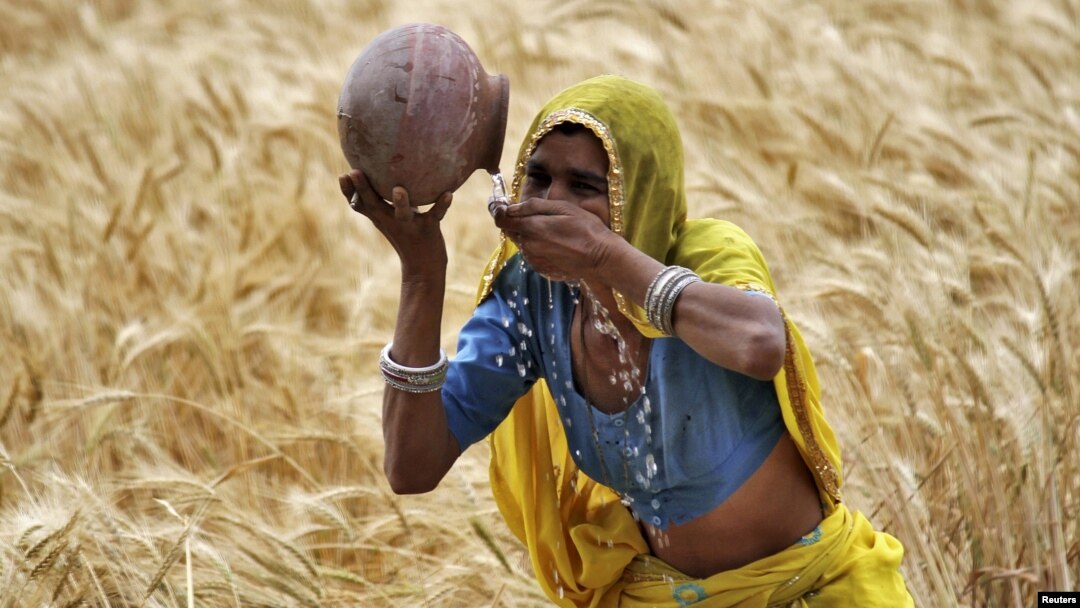 FILE - A female farmer drinks water from an earthen pot in a wheat field on the outskirts of Ajmer in the desert Indian state of Rajasthan, April 4, 2015.