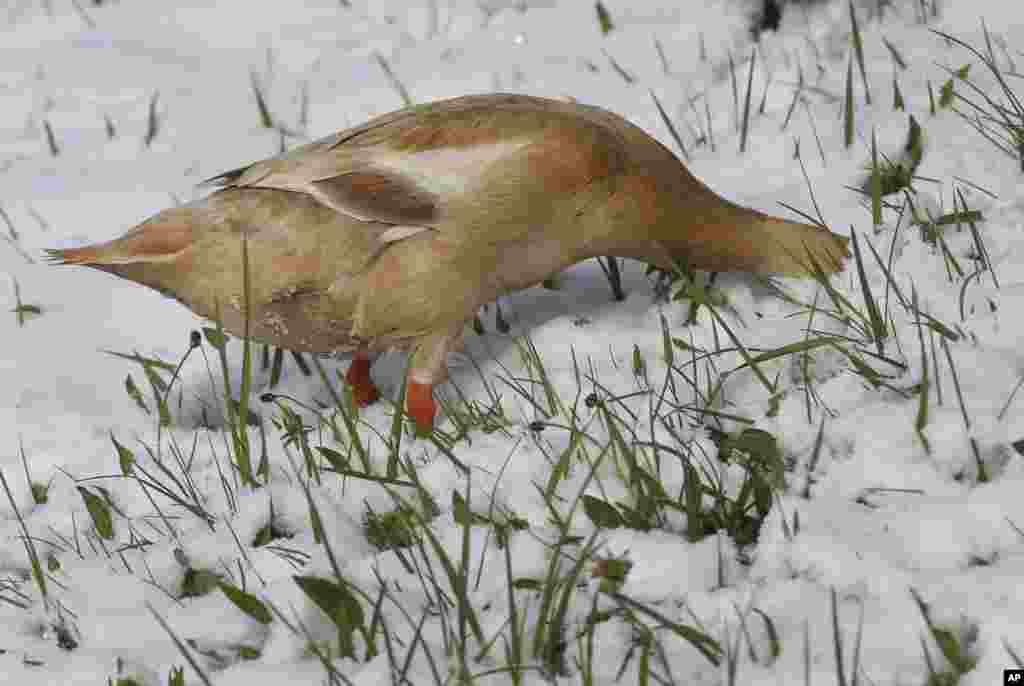 An Indian Runner duck searches for food on a snow-covered meadow in Aitrang, southern Germany.