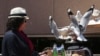 FILE - A woman watches as two seagulls fight over a chip stolen off her lunch plate in Sydney, Australia, Nov. 6, 2013.