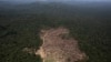 Brazil Confirms Amazon Deforestation Sped Up in 2013