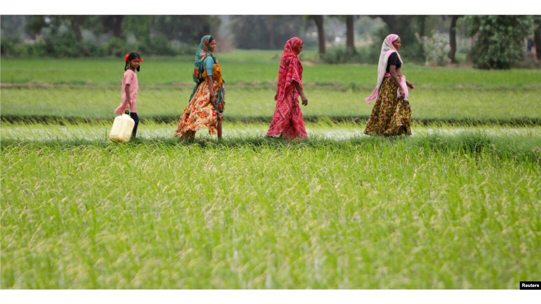 FILE - Farmers walk through a paddy field at Bhat village on the outskirts of the western Indian city of Ahmedabad, July 30, 2012.
