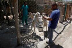 FILE - An Afghan worker plays with dogs at Nowzad, an animal shelter, on the outskirts of Kabul, May 1, 2012.