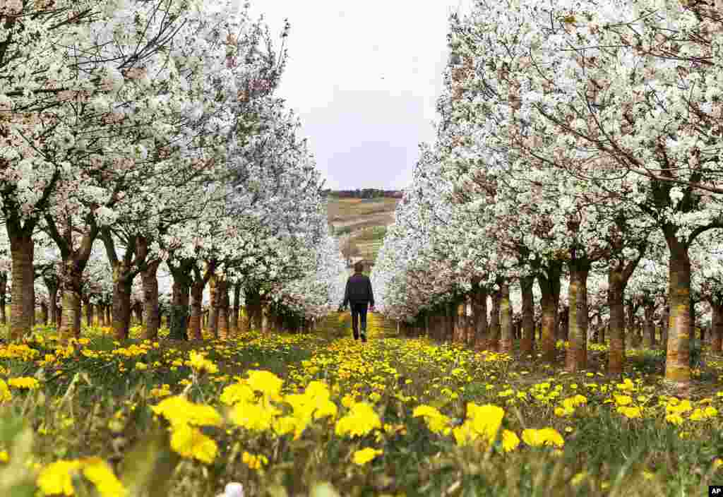 A man walks between cherry trees and dandelions on a cherry tree plantation in Nieder-Olm, southwestern Germany.
