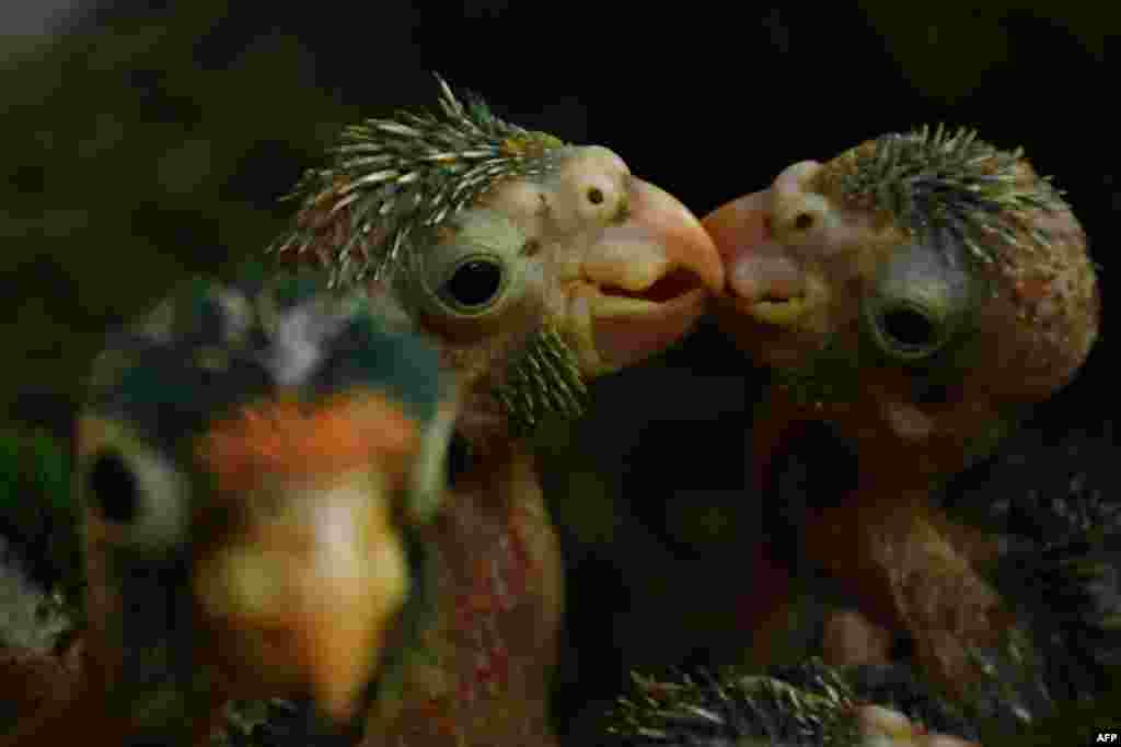 Orange parrot (Eupsittula canicularis) and catalnica (Brotogeris jugularis) chicks are seen at "El Tronador" Wildlife Rescue Center in Berlin, 107 kilometers southwest of San Salvador.