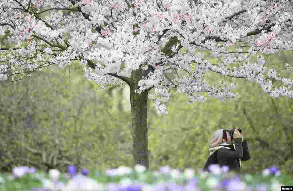 A woman photographs blossoms in St. James's Park, in London, Britain.