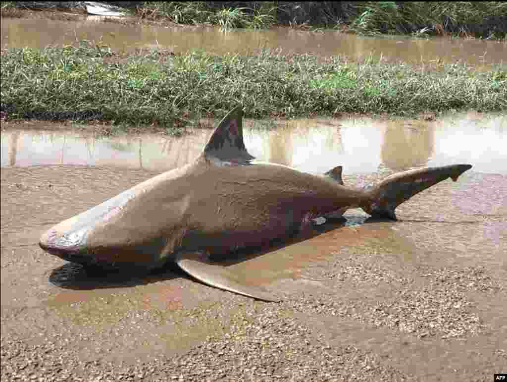 This handout photo from the Queensland Police Service shows a bull shark washed up on a road near the town of Ayr after a powerful cyclone wreaked havoc in northeast Australia.