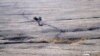 FILE - Tracks made by sheep can be seen in a drought-affected paddock on a farm in central New South Wales, Australia, Sept. 17, 2018.