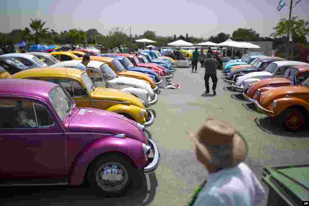 Volkswagen Beetles are displayed during the annual gathering of the "Beetle club" in Yakum, central Israel. The Israeli Beetle club was founded in 2001 and has 500 members. They meet every Friday across the country in small groups but once a year they gather and launch new renovated cars.