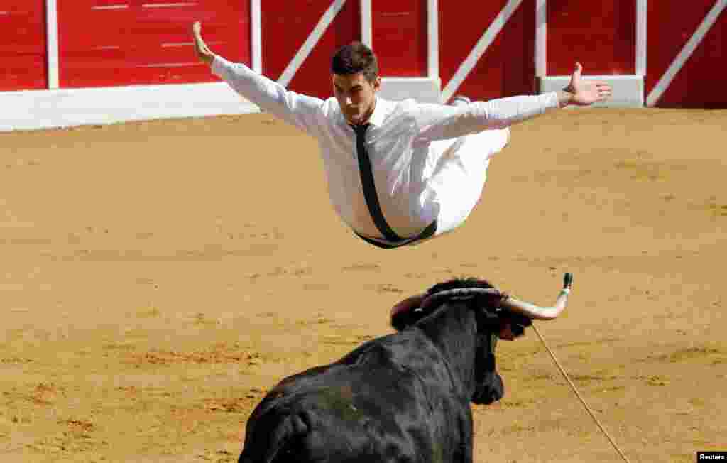 A competitor jumps over a cow during a Course landaise (cow race) in the Landes region in Aignan, France, April 17, 2017.