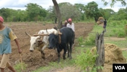 Angola Huíla agricultores