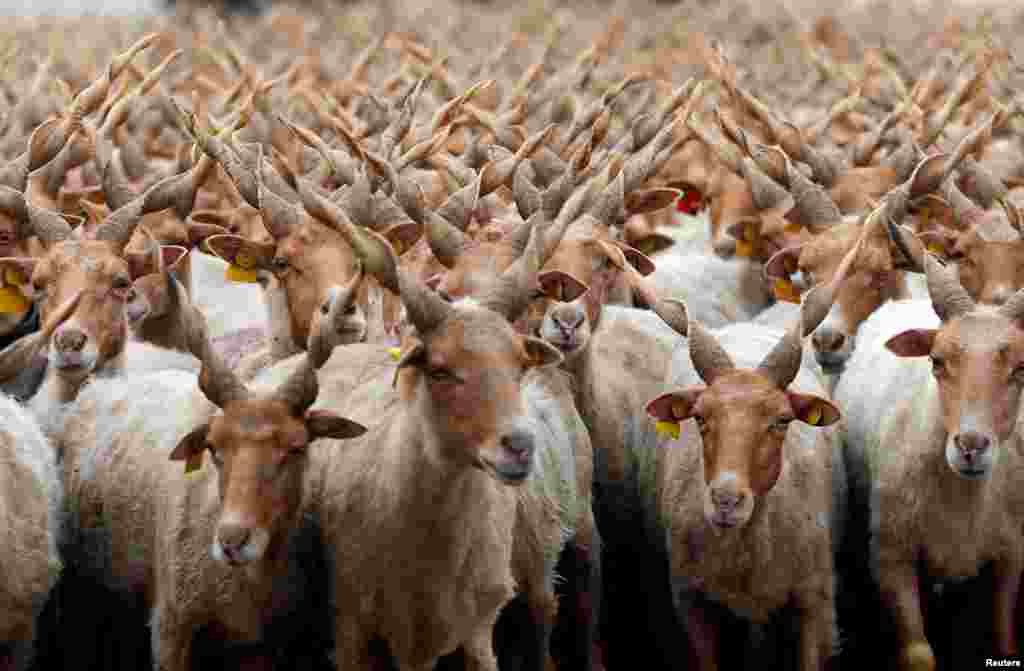 Racka sheep are seen during celebrations for the start of the new grazing season in the Great Hungarian Plain in Hortobagy, Hungary.