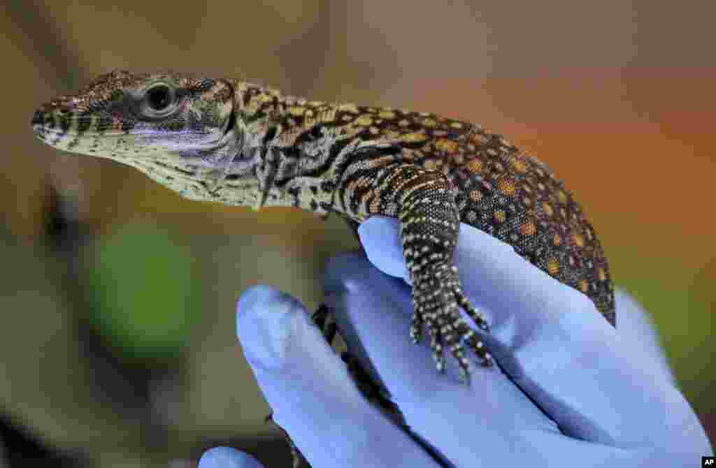 A keeper shows a baby komodo dragon at Indonesian Safari Park in Cisarua, West Java. The baby komodo dragon is one of the 21 hatched last week at the park.
