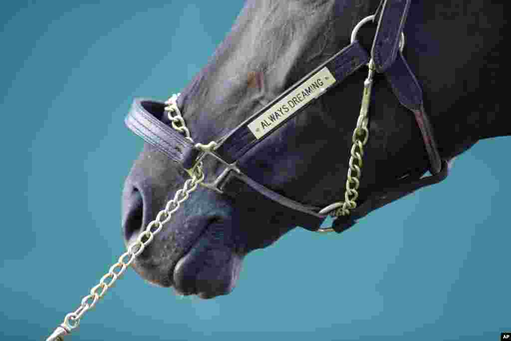 Kentucky Derby winner Always Dreaming stands outside his barn at Pimlico Race Course in Baltimore, Maryland, May 15, 2017.