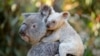 This undated handout from the Australia Zoo received on August 22, 2017 shows a white koala joey on her mother Tia at the Australia Zoo on Queensland's Sunshine Coast.