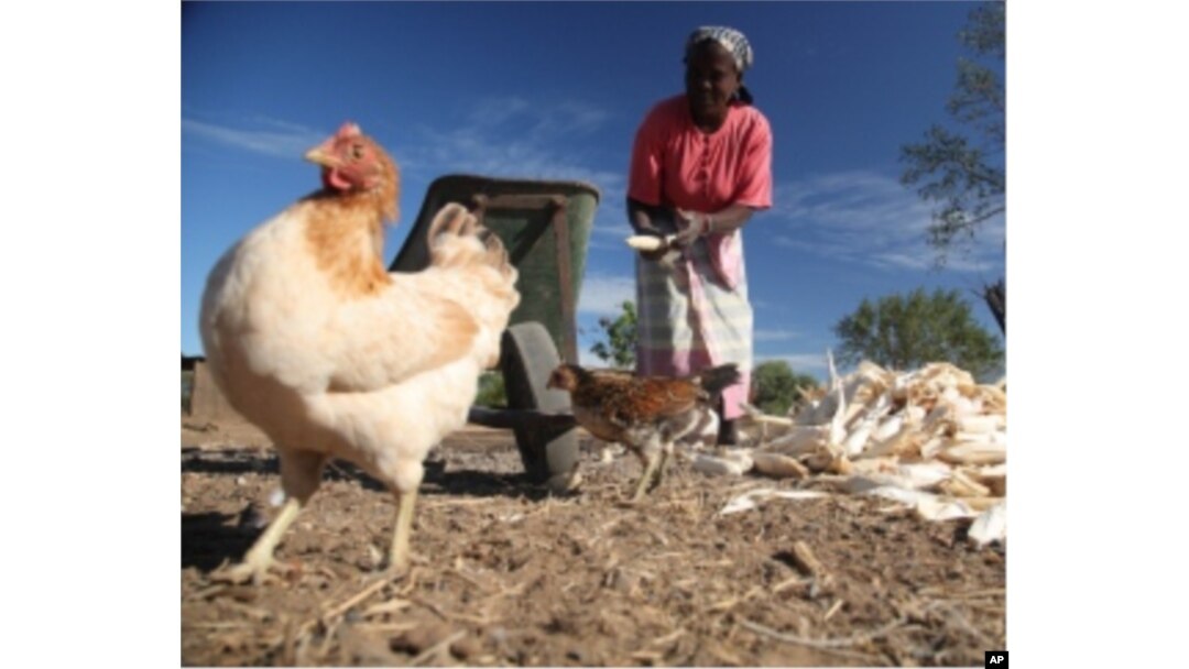 Farmer Celeste Sitoe raises maize and chickens in Lhate village, Mozambique.