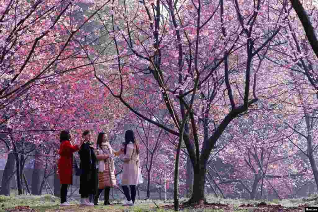 2018年3月9日，武汉春来早，东湖樱花园，粉花似云霞，人在画中游。 这是占地150多亩的日式庭园，大约有樱花5000多株。照片上人不多，但后来也有游客万头攒动的时候，以至于有网友写道：&ldquo; 你赏的不是花，是人 &rdquo;，还有人用英文写道&ldquo;观赏武汉大学的人海，是每一朵樱花的梦想&rdquo;。