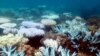 An undated handout photo received from ARC Centre of Excellence for Coral Reef Studies on April 19, 2018 shows a mass bleaching event of coral on Australia's Great Barrier Reef.