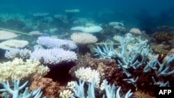 An undated handout photo received from ARC Centre of Excellence for Coral Reef Studies on April 19, 2018 shows a mass bleaching event of coral on Australia's Great Barrier Reef.