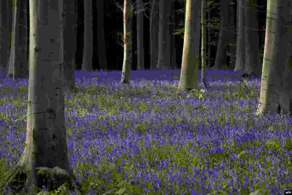 Bluebells in the Hallerbos in Halle, Belgium