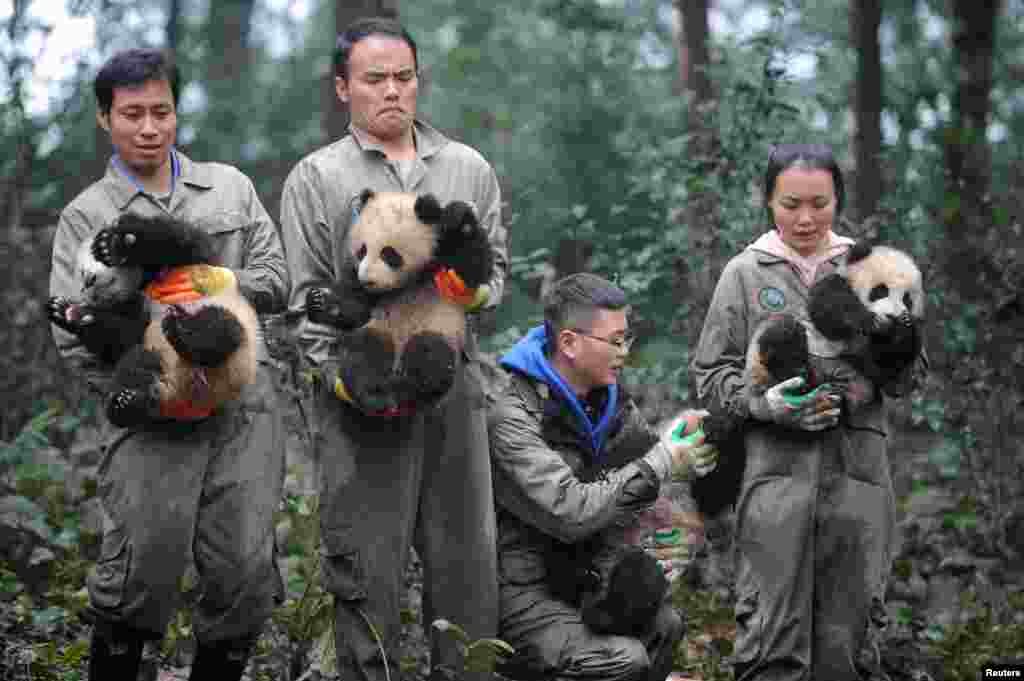 春节前，在四川雅安的熊猫研究基地，人们抱着幼小的熊猫给大家拜年（2017年1月11日）。
