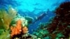Scientist Fights for Coral Reefs, Makes Science Fun