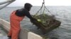 Environmentalists Alarmed Over Trump's Plan to Cancel Chesapeake Bay Program