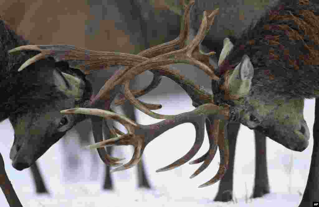 European deer point their antlers towards each other as they fight in a forest near the village of Izubritsa, 280 km north of capital Minsk, Belarus.