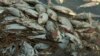 This image made from a video taken Jan. 7, 2019, shows dead fish along the Darling River bank in Menindee, New South Wales, Australia.